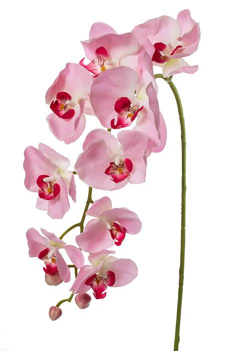 33.5" Phalaenopsis Stem Pink