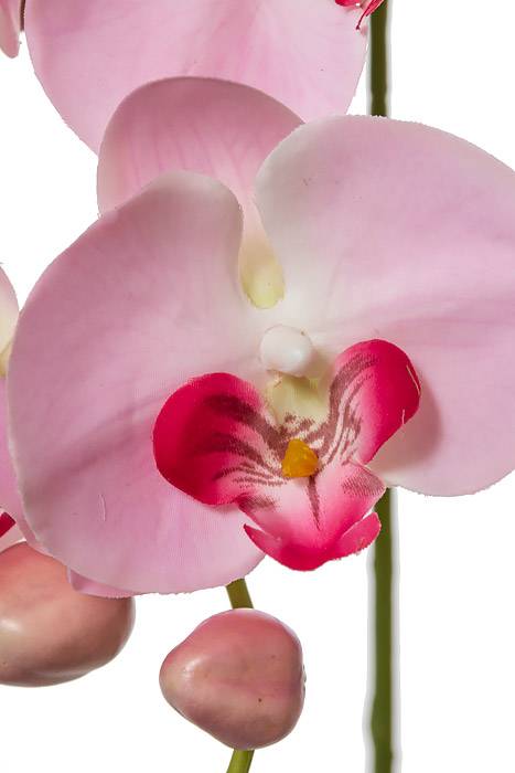 33.5" Phalaenopsis Stem Pink