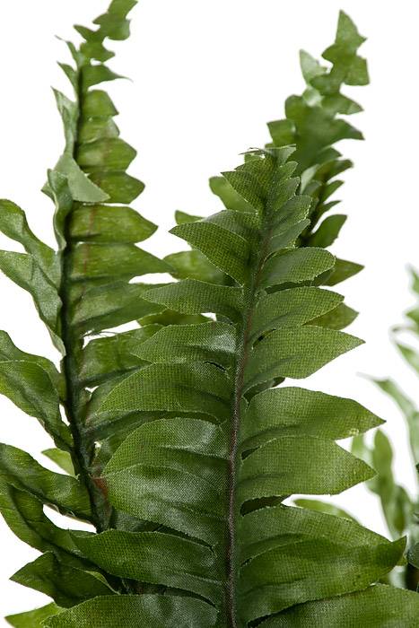 34" Boston Fern Green