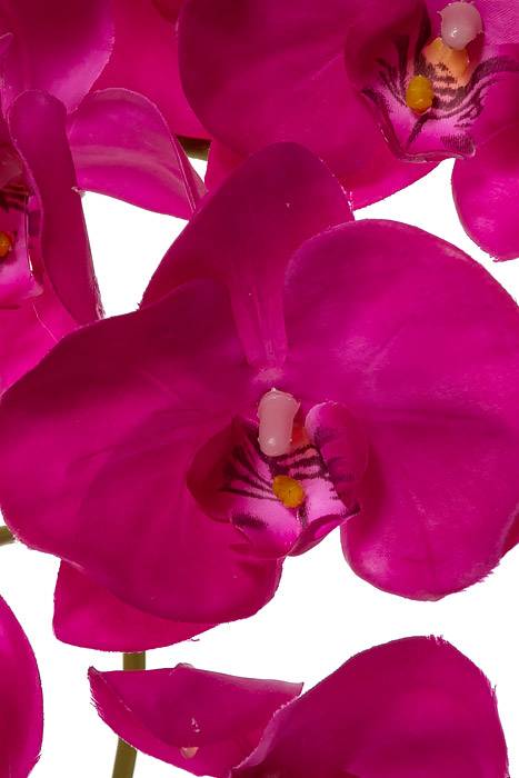 33.5" Phalaenopsis Stem Fuschia