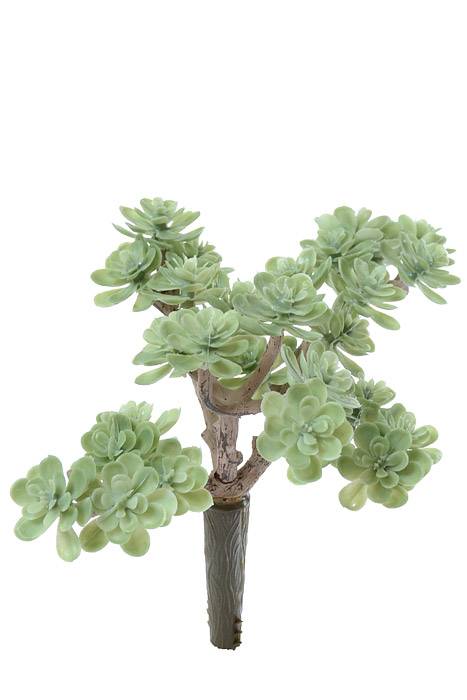 5" Sedum Pick Green