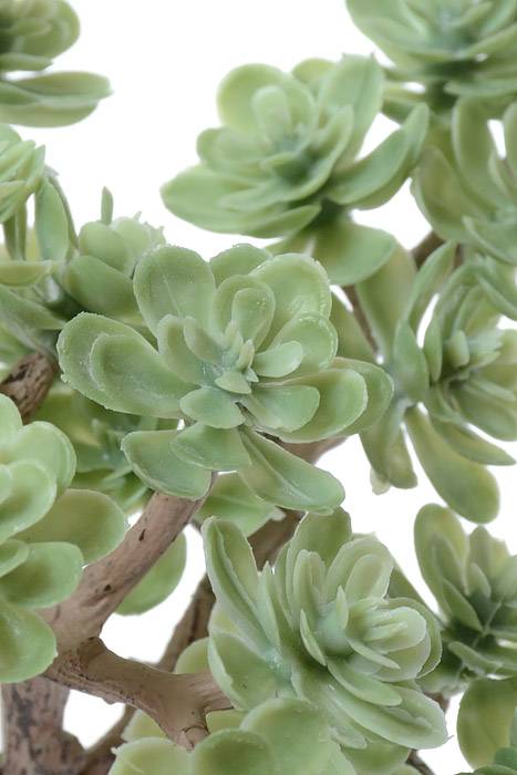 5" Sedum Pick Green