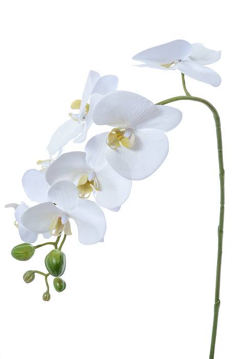 27" Phalaenopsis Spray White