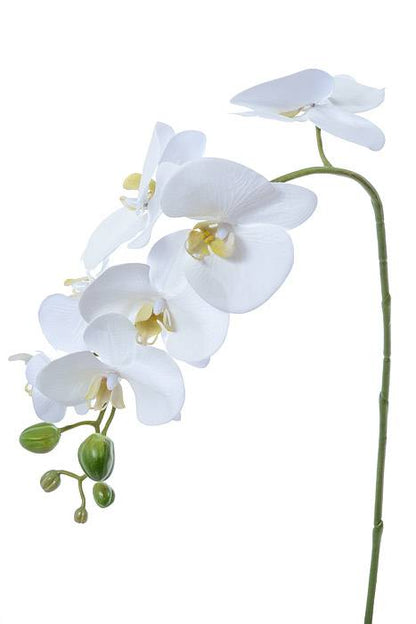 27" Phalaenopsis Spray White