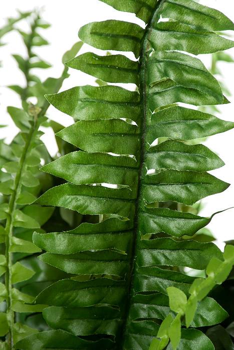 48" Boston Fern Green