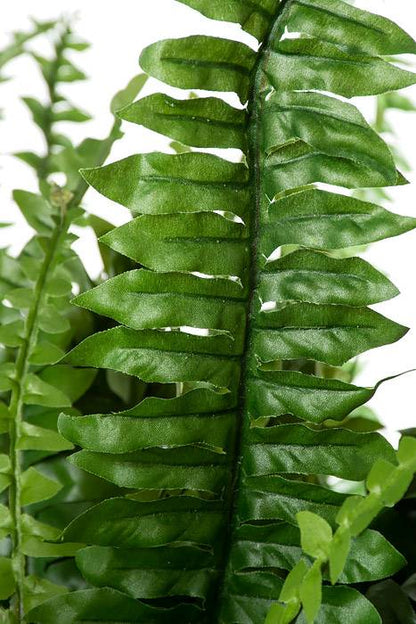 48" Boston Fern Green