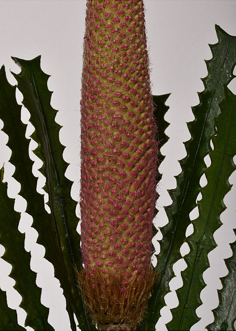 29" Artificial Banksia Spray Pink