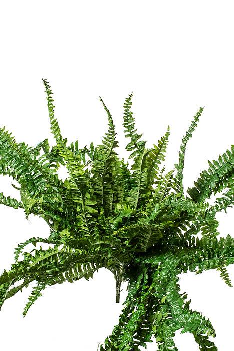 62" Large Boston Fern Green