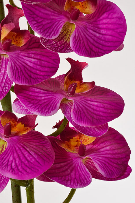 66" Silk Phalaenopsis Fuchsia