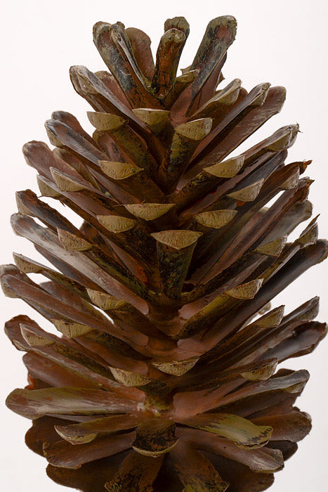 13" Pine Cone Pick Natural