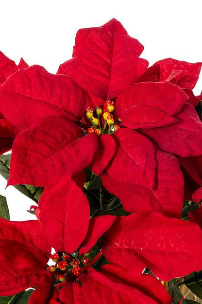 15" Poinsettia Bush Pot Rd/grn