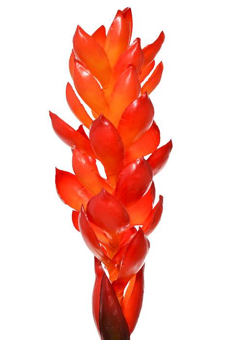 31" Mini Ginger Spray Orange