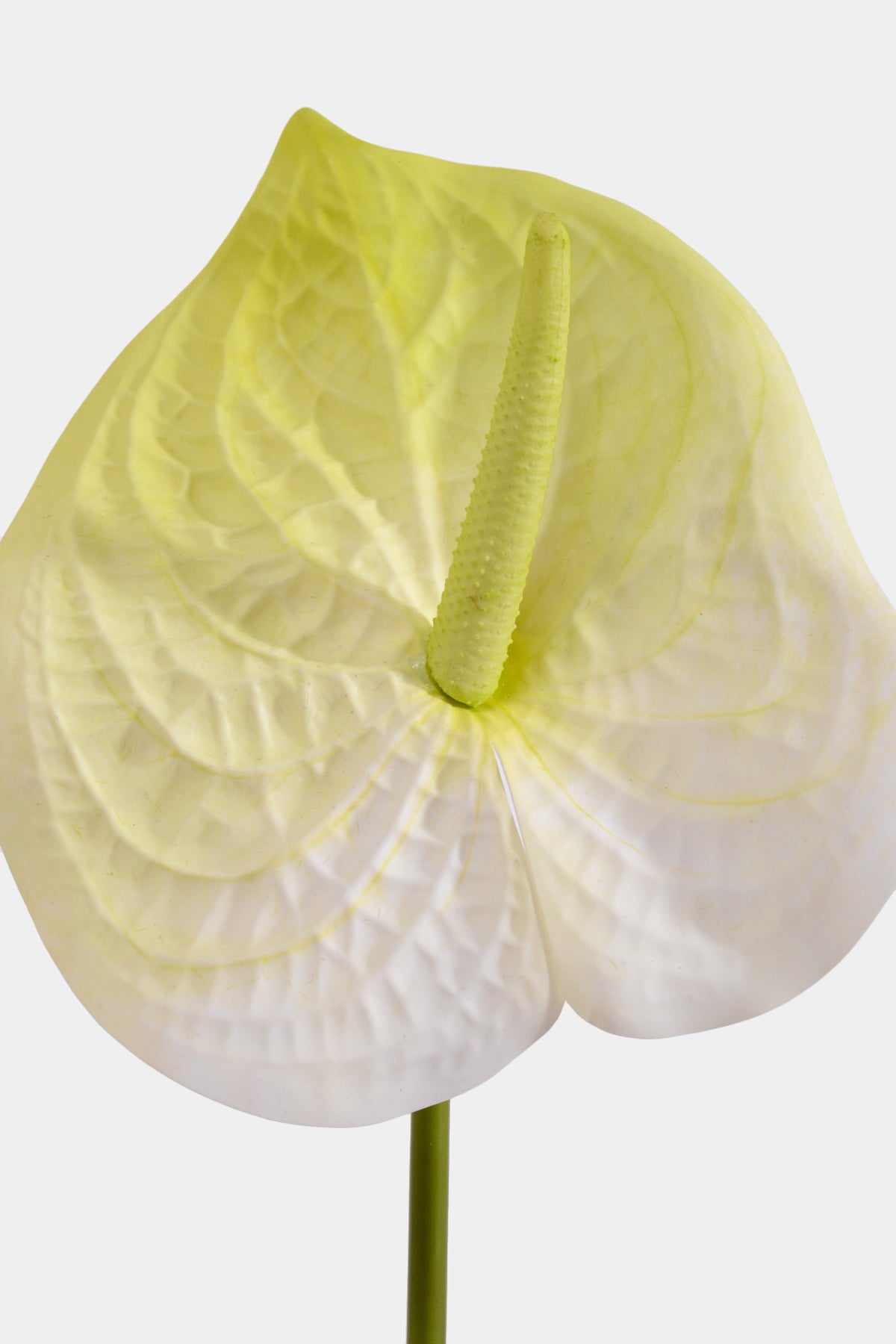 31.5" Artificial Anthurium Spray White/Green