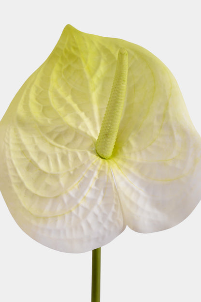 31.5" Artificial Anthurium Spray White/Green