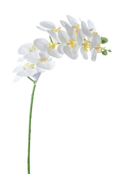 31" Phalaenopsis Spray White