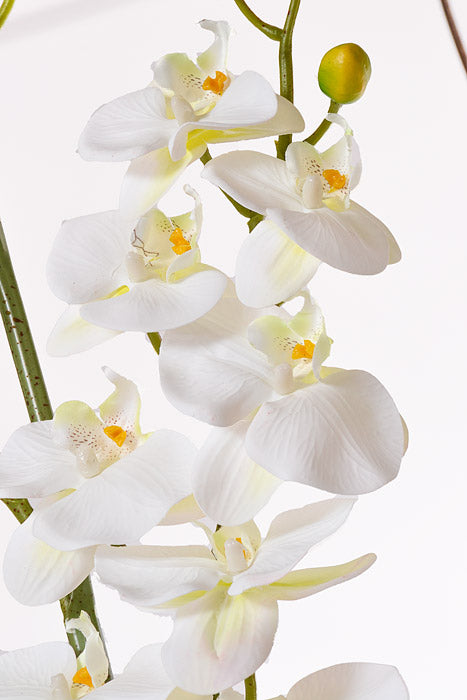 66" Silk Phalaenopsis White