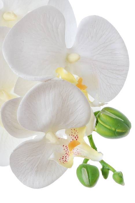 31" Phalaenopsis Spray White