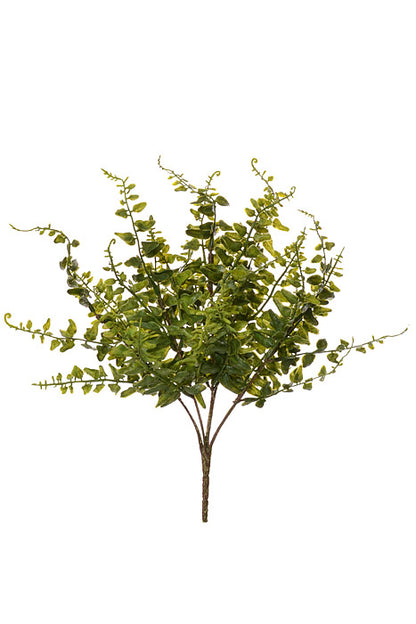 15" Buckler Fern Bush Green