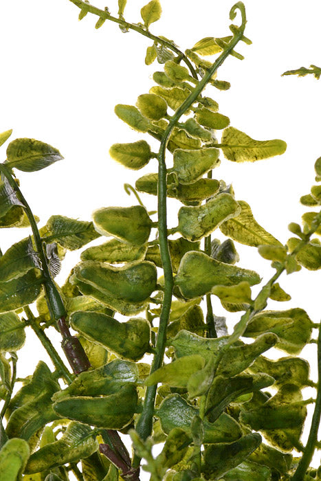 15" Buckler Fern Bush Green
