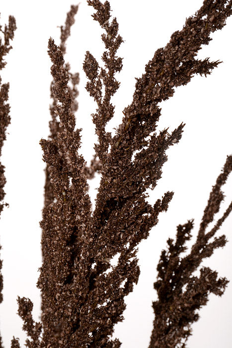 28" Pampas Bundle Coffee