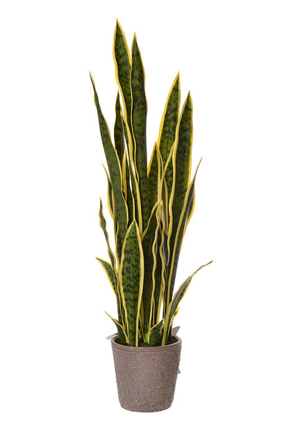 37.5" Sansevieria Plant In Pot Variegated