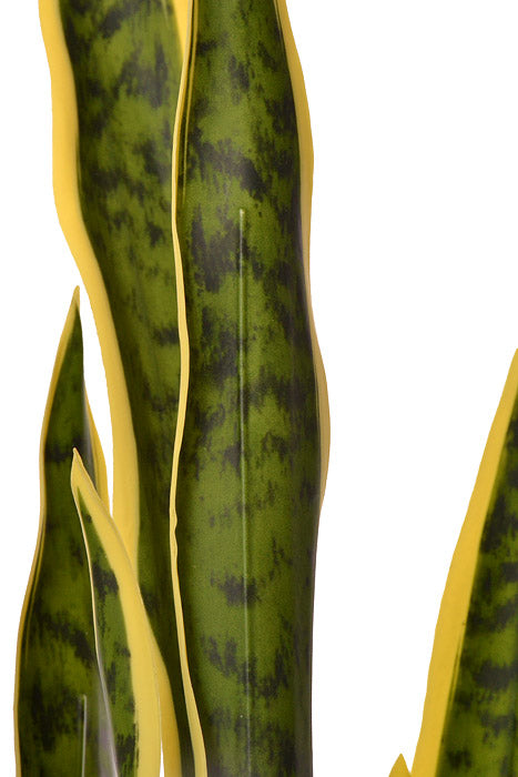 37.5" Sansevieria Plant In Pot Variegated