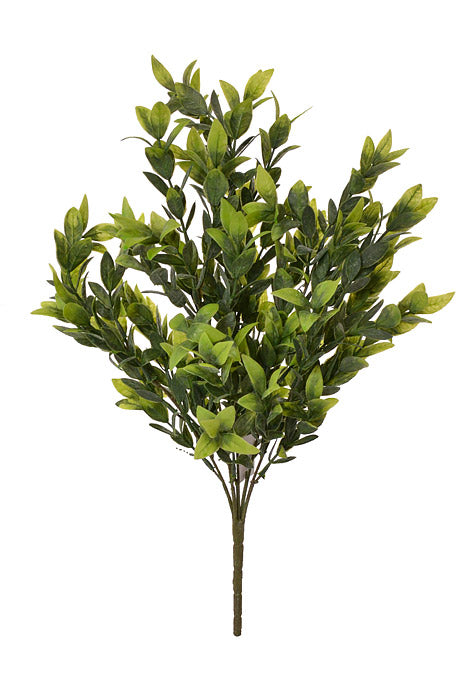 21&quot; Ruscus Bush Green