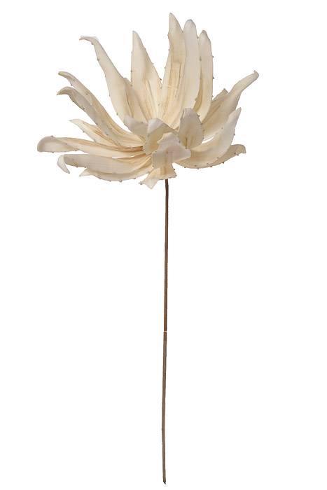 41" Yucca Stem Cream