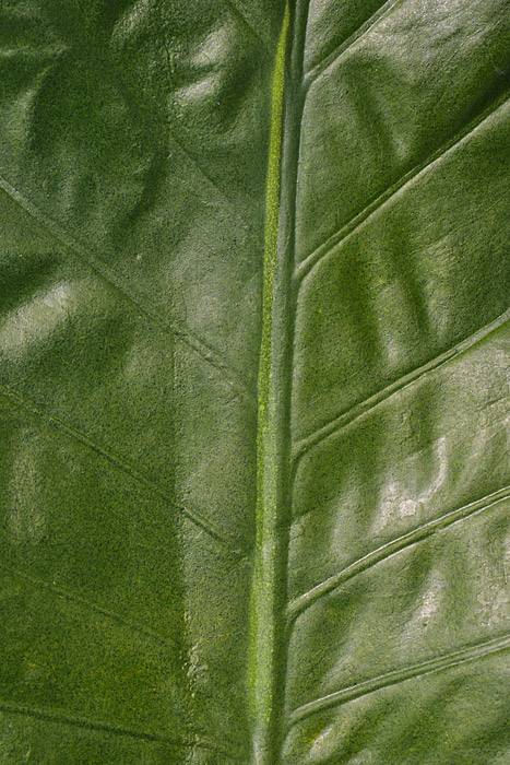 31.5" Elephant Leaf Spray Green