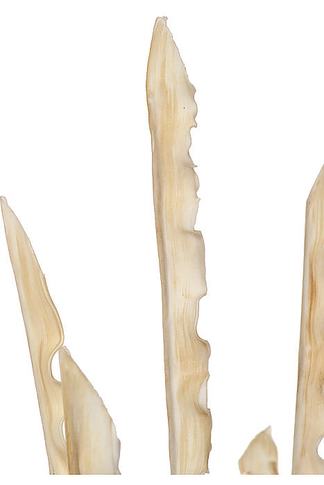 51" Foam Snap Bean Spray Cream