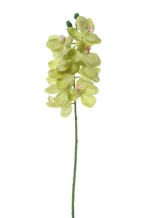 21" Phalaenopsis Stem Green