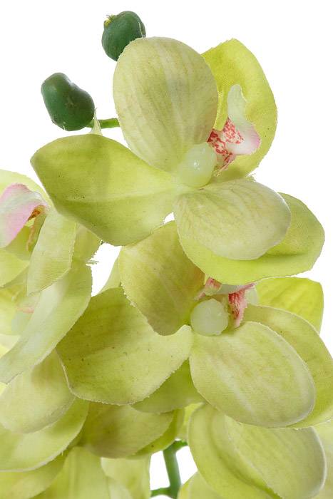 21" Phalaenopsis Stem Green