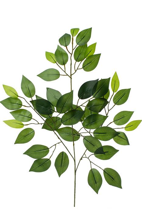23" Ficus Spray Green Pkg/12