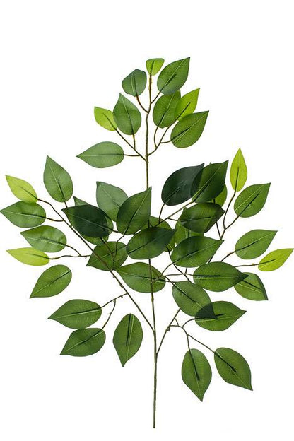 23" Ficus Spray Green Pkg/12