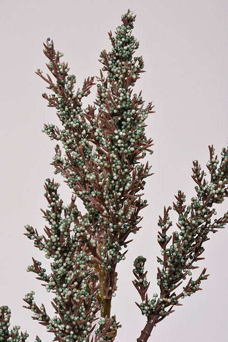 36" Berry Spray Brown/Light Blue