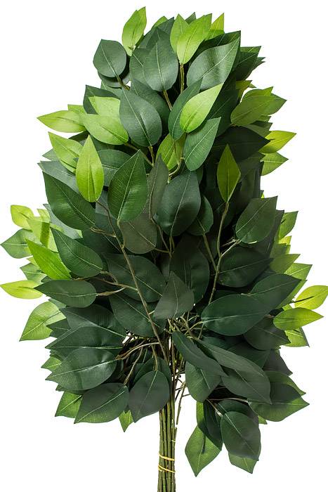 23" Ficus Spray Green Pkg/12