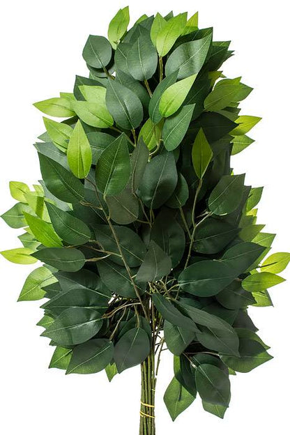 23" Ficus Spray Green Pkg/12