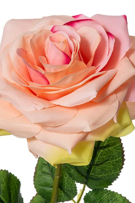 20" Open Rose Pink/green