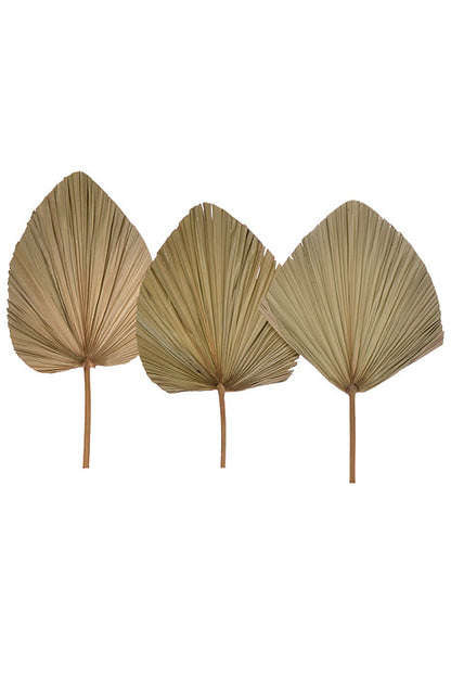 24" Dried Palm Leaf Natural PKG/3