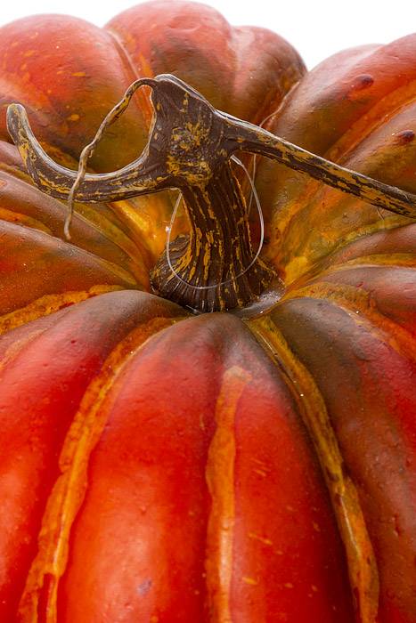 11.5inx8.5in Pumpkin Or/gr