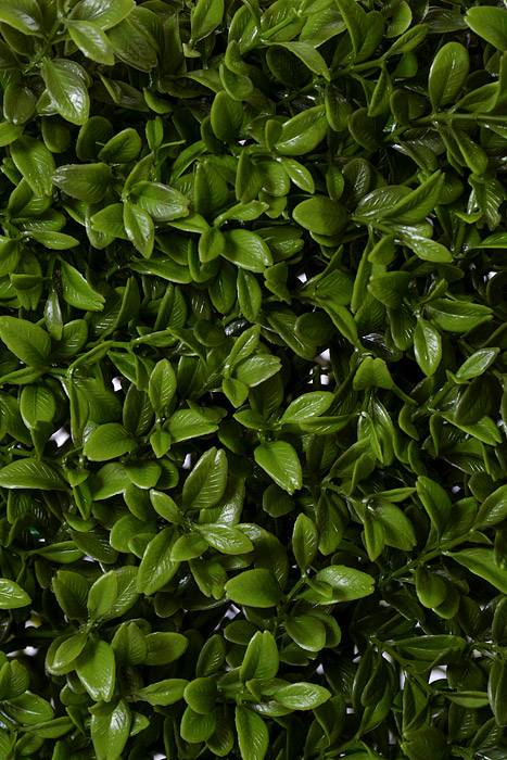 23.5 x 8 x 32"  UV Boxwood Hedge Green