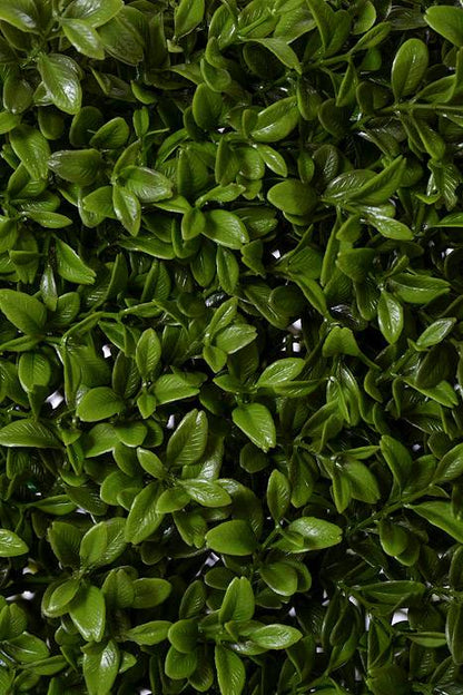 23.5 x 8 x 32"  UV Boxwood Hedge Green