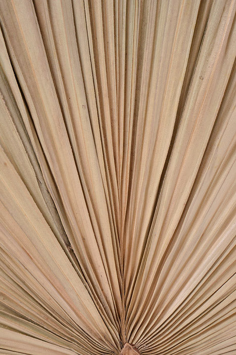 24" Dried Palm Leaf Natural PKG/3