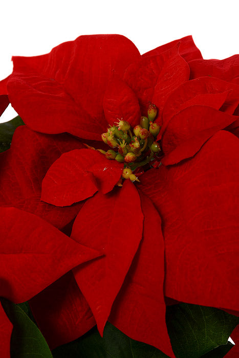 24" Velvet Poinsettia Bush Red
