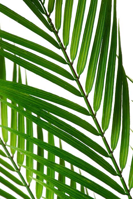 38" Areca Palm Spray Green
