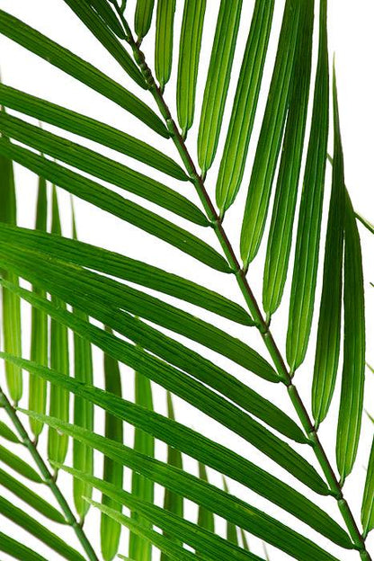 38" Areca Palm Spray Green