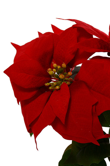 15" Velvet Poinsettia Bush Red