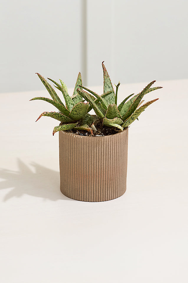 4.5" X 4.5" Morrigan Pot Brown