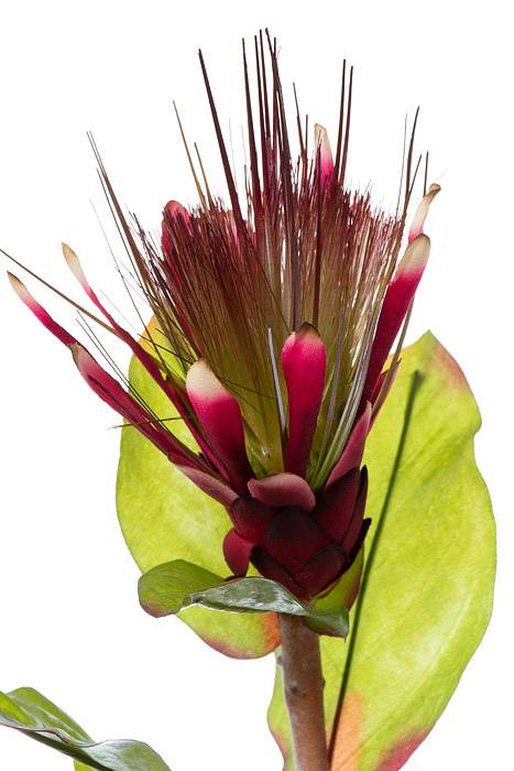 33" Artificial Protea Spray Burgundy