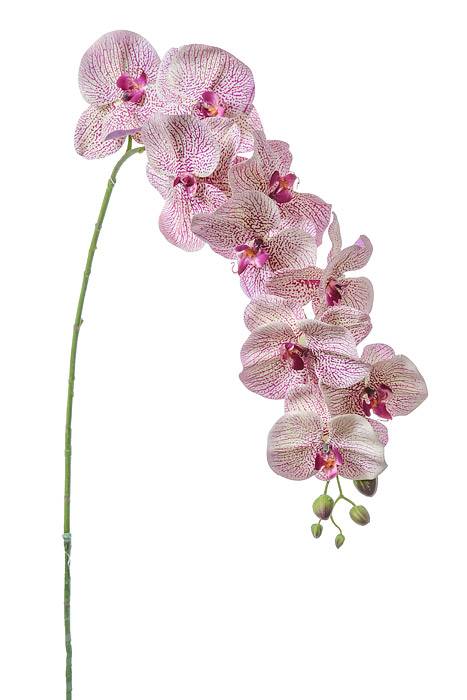 60" Phalaenopsis Stem Purple/green
